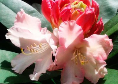 Rhododendron im Mai