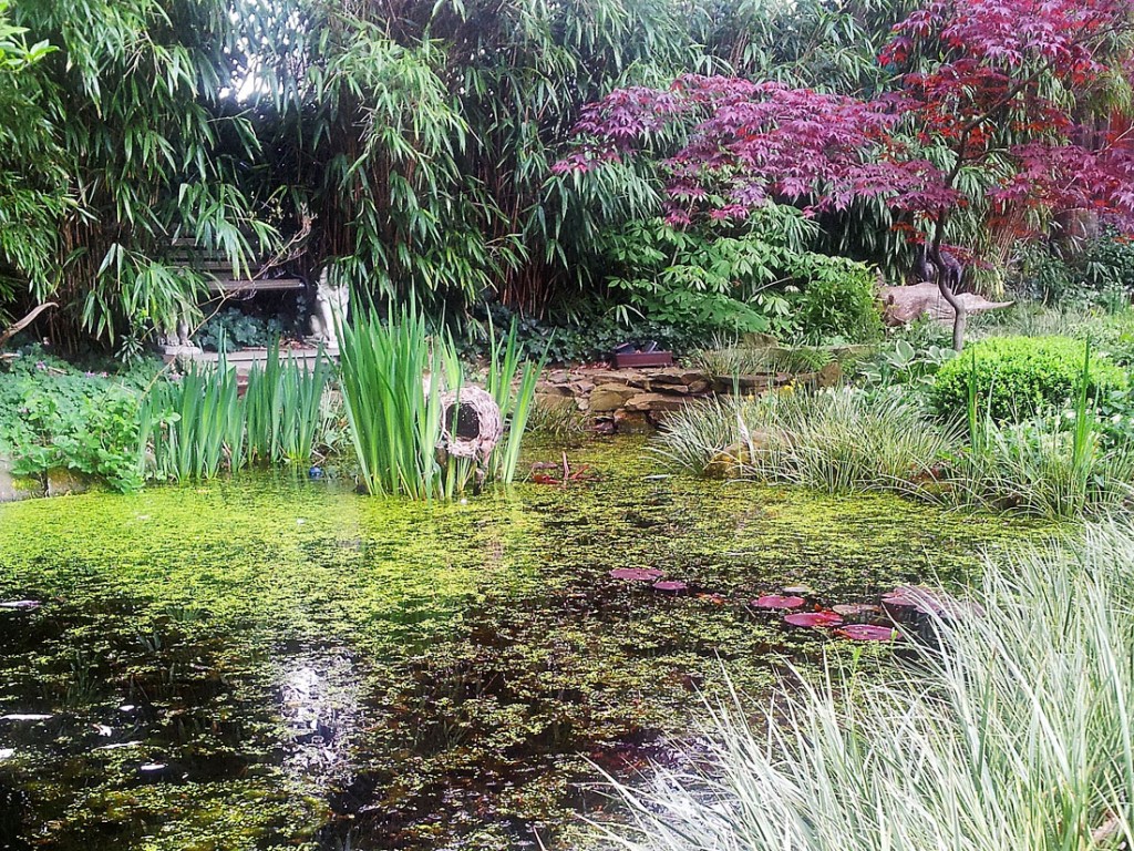 Der Teich in meinem Garten